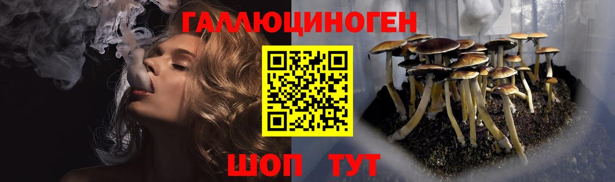 Королёв  хочу наркоту  Вход с VPN  Псилоцибиновые грибы Psilocybine cubensis 